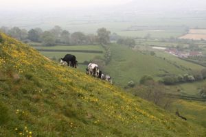 Glastonbury Tor grows lopsided cows!